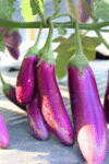 Pink Brinjal (ગુલાબી રીંગણ)