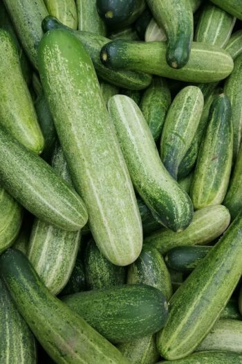 Cucumber (કાકડી)