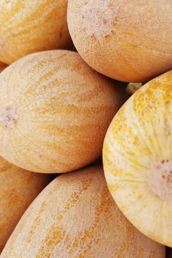 Muskmelon (શક્કરટેટી)