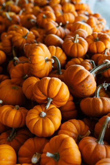 Pumpkin (કોળું)