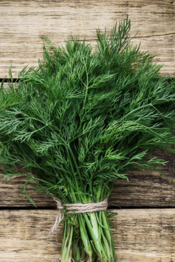 Dill (સુવાદાણા)