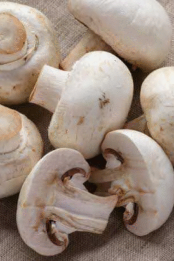 Mushroom (મશરૂમ)