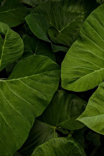 Colocasia (પાત્રા)