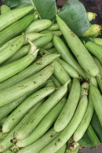 Luffa Gourd (ગલકા)