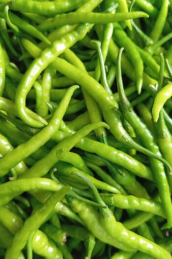 Chili (મરચાં)