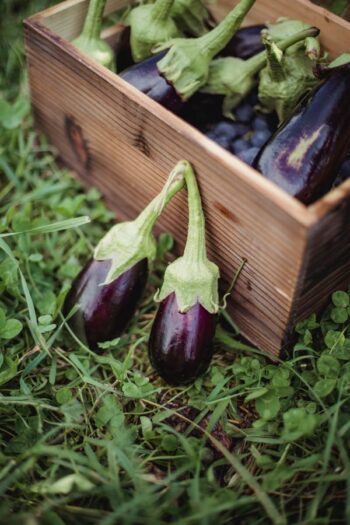 Eggplant (રીંગણા)